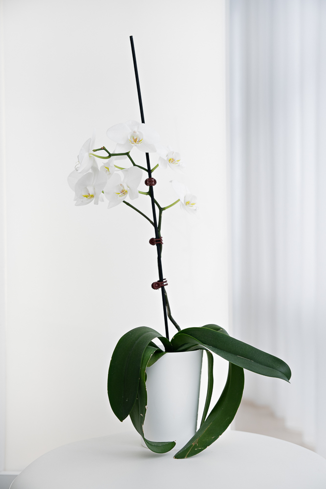 White orchid in the Milk Orthodontics clinic interior